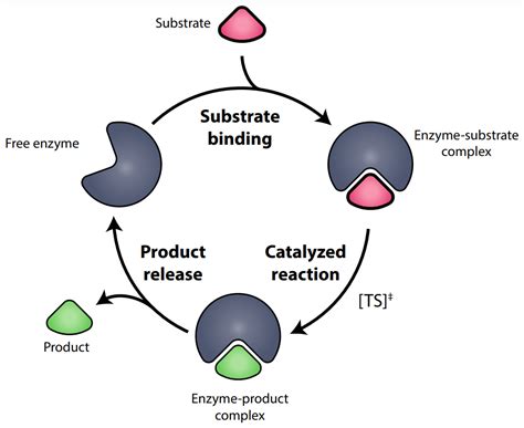 enzymes in distribution box|enzymes and substrates binding.